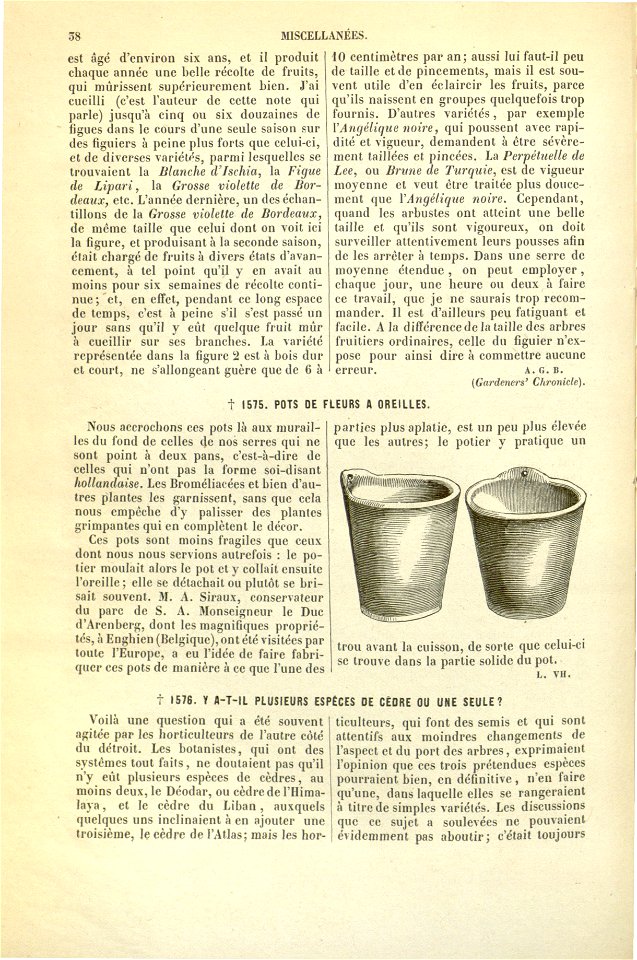 Flore des serres v17 038