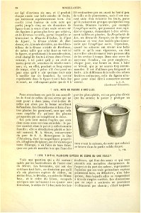 Flore des serres v17 038