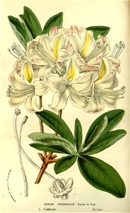 Flore des serres v14 105a