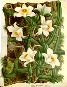 Flore des serres v17 097a