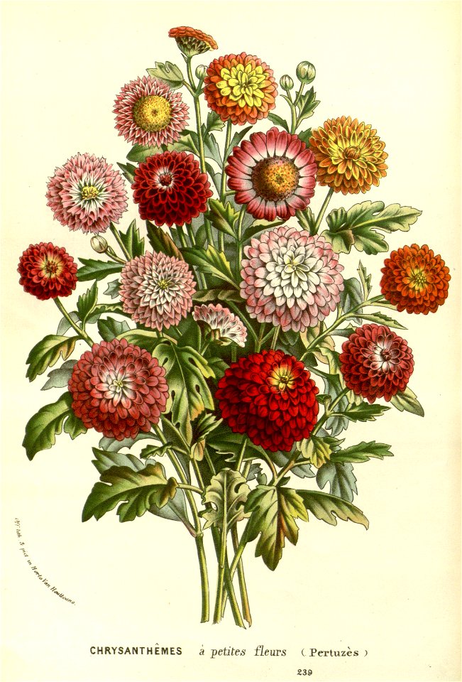 Flore des serres v14 271a