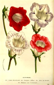 Flore des serres v14 117a