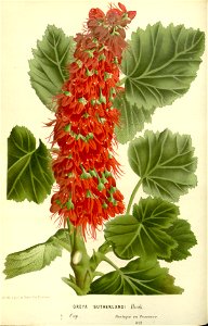 Flore des serres v17 045a