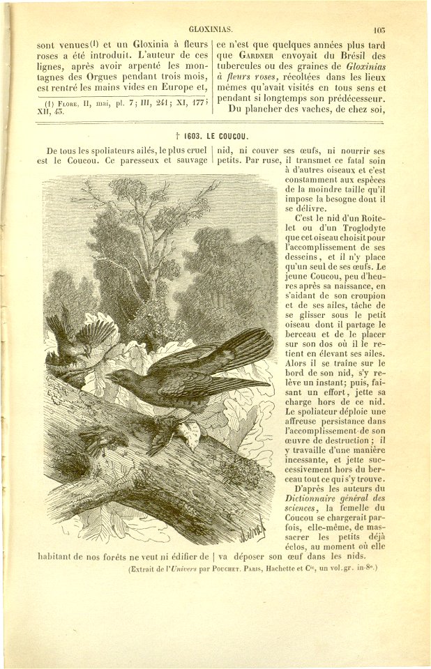 Flore des serres v17 103