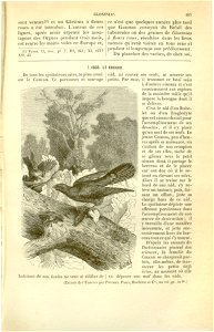 Flore des serres v17 103
