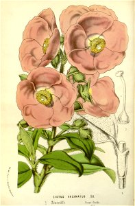 Flore des serres v15 001a