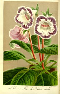 Flore des serres v17 105a