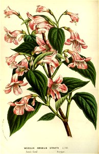 Flore des serres v14 141a