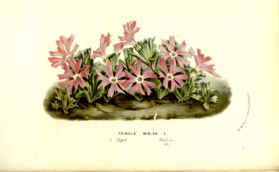 Flore des serres v15 031a