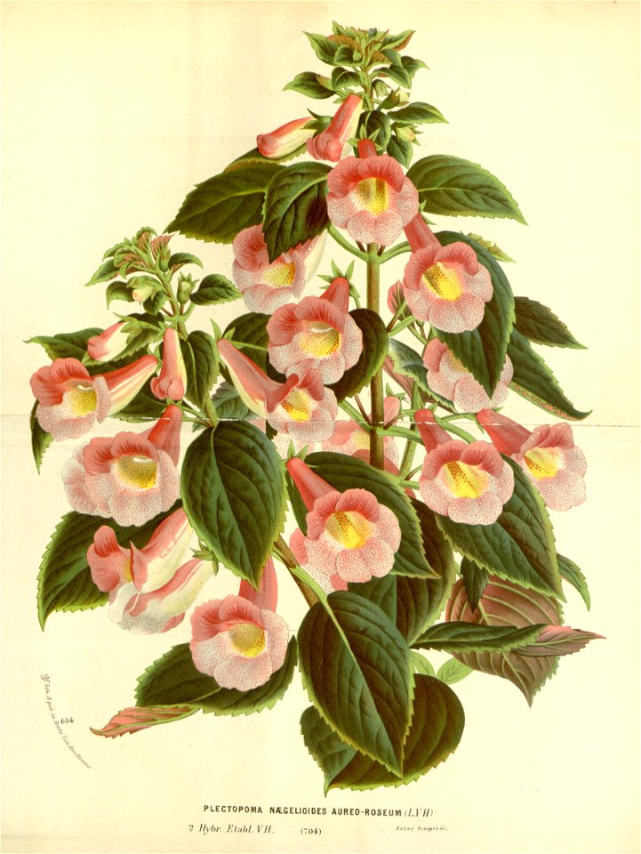 Flore des serres v17 069a