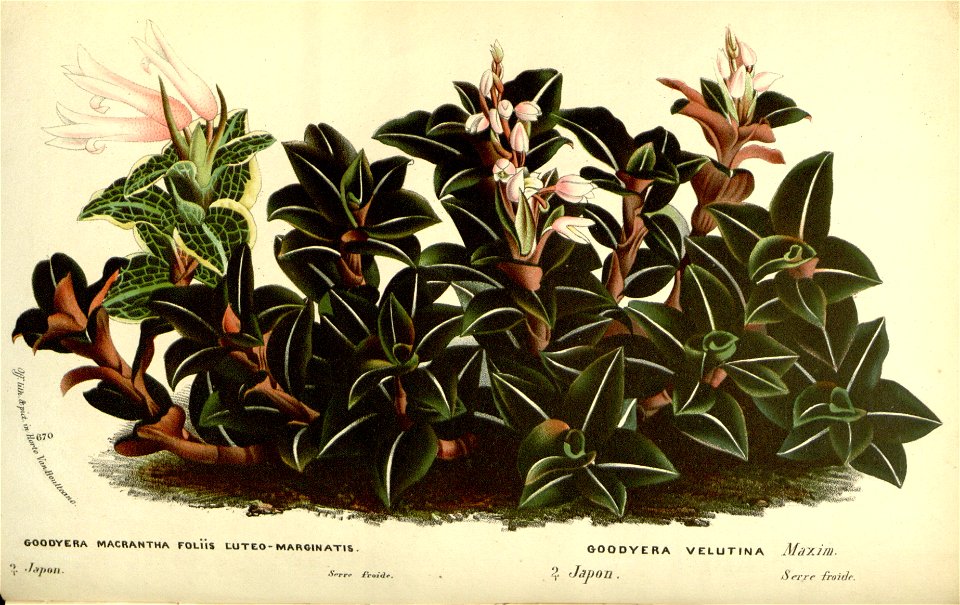 Flore des serres v17 113a