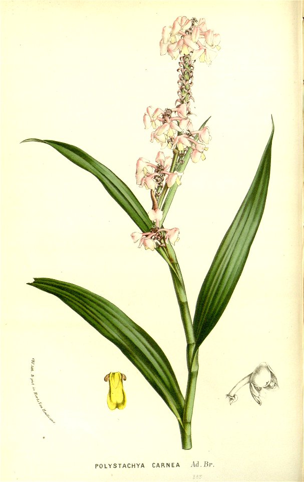 Flore des serres v15 045a