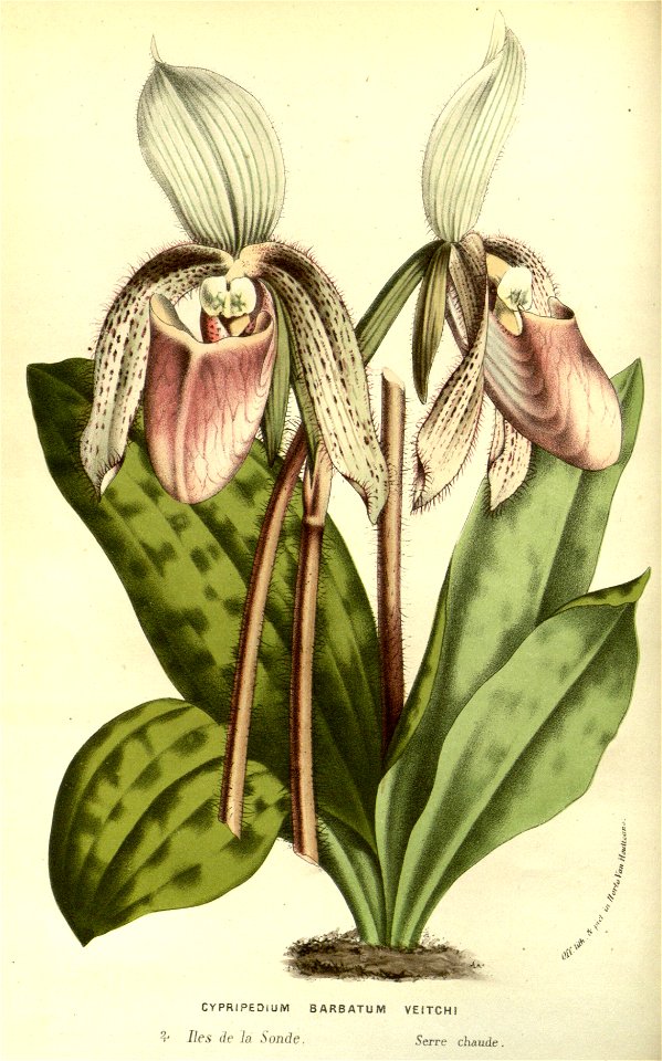 Flore des serres v14 161a