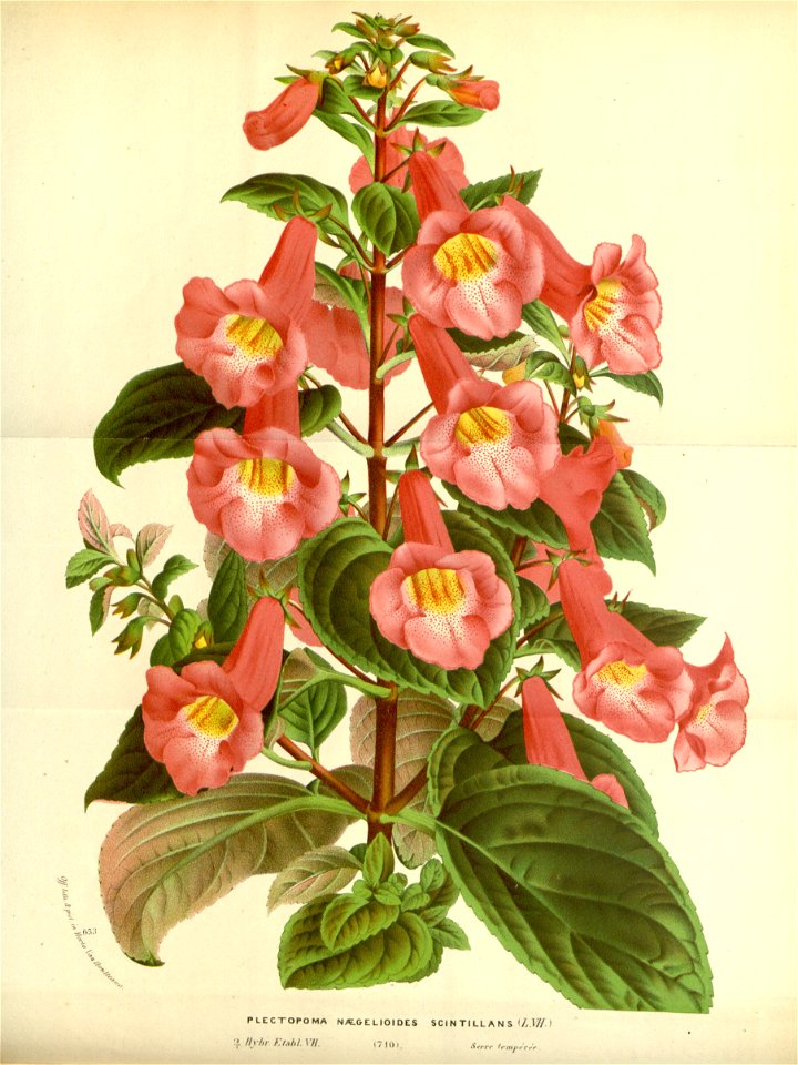 Flore des serres v17 075a