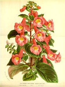 Flore des serres v17 075a