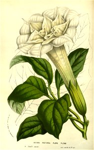 Flore des serres v14 173a