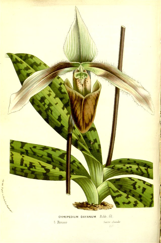 Flore des serres v15 055a