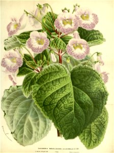 Flore des serres v17 079a