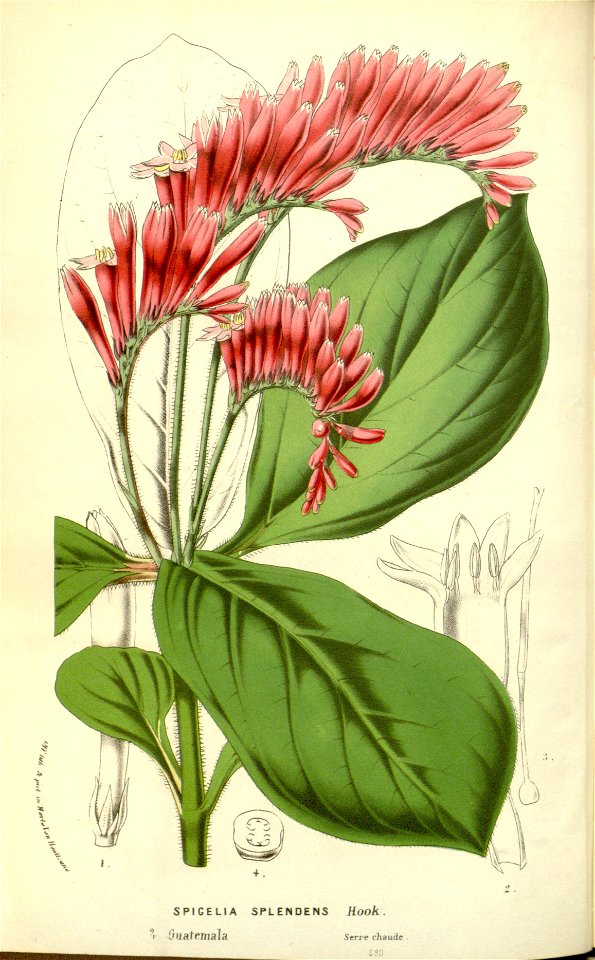 Flore des serres v17 121a