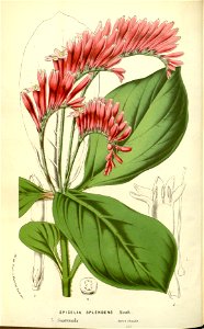 Flore des serres v17 121a