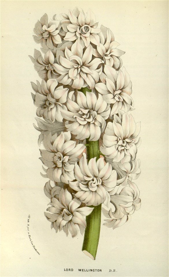 Flore des serres v14 185a
