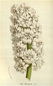 Flore des serres v14 185a