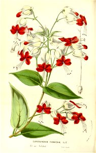 Flore des serres v15 067a