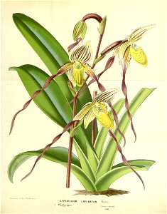 Flore des serres v17 083a