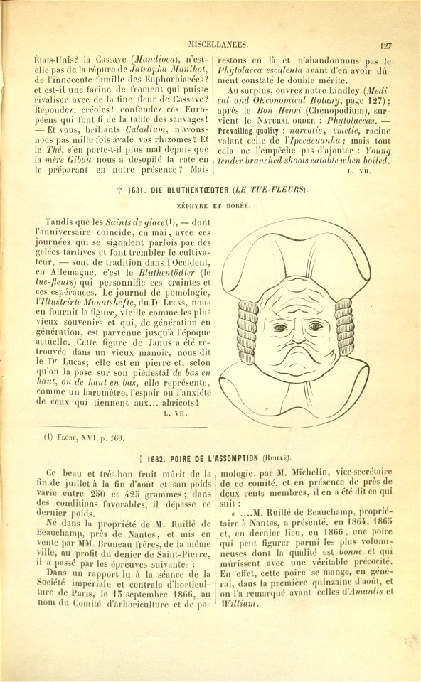 Flore des serres v17 127