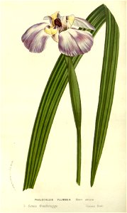 Flore des serres v14 195a