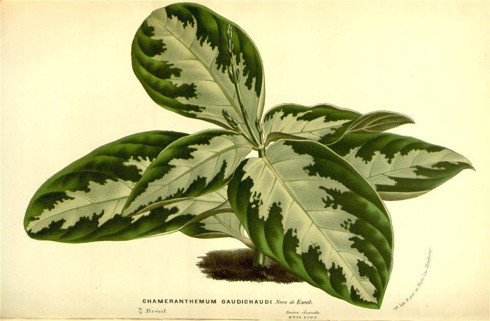 Flore des serres v17 093a