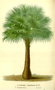 Flore des serres v17 131a