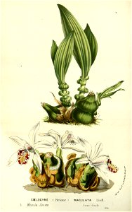 Flore des serres v14 207a