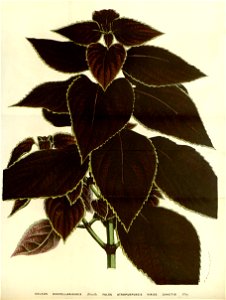 Flore des serres v15 087a