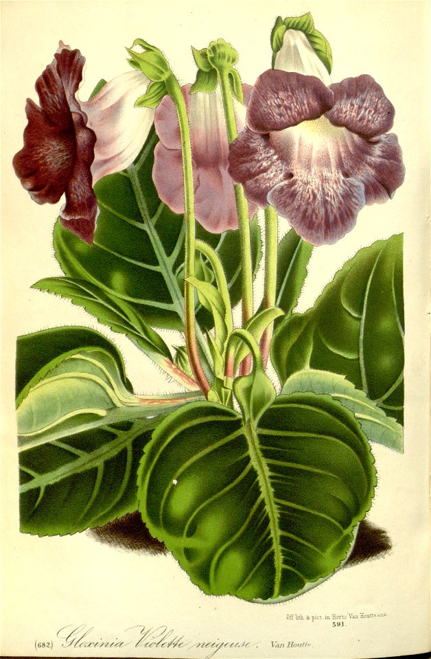 Flore des serres v17 101a