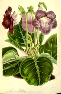 Flore des serres v17 101a