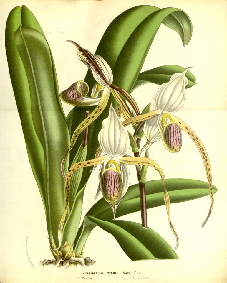 Flore des serres v17 137a