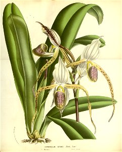Flore des serres v17 137a