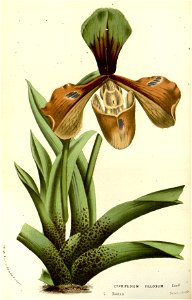 Flore des serres v14 223a