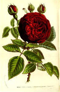 Flore des serres v15 095a