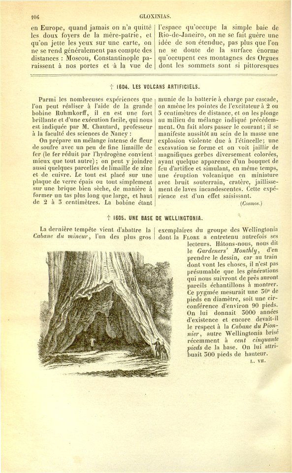 Flore des serres v17 104
