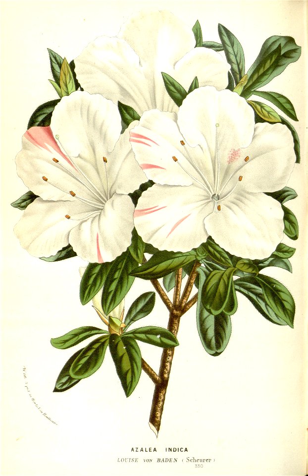 Flore des serres v17 141a