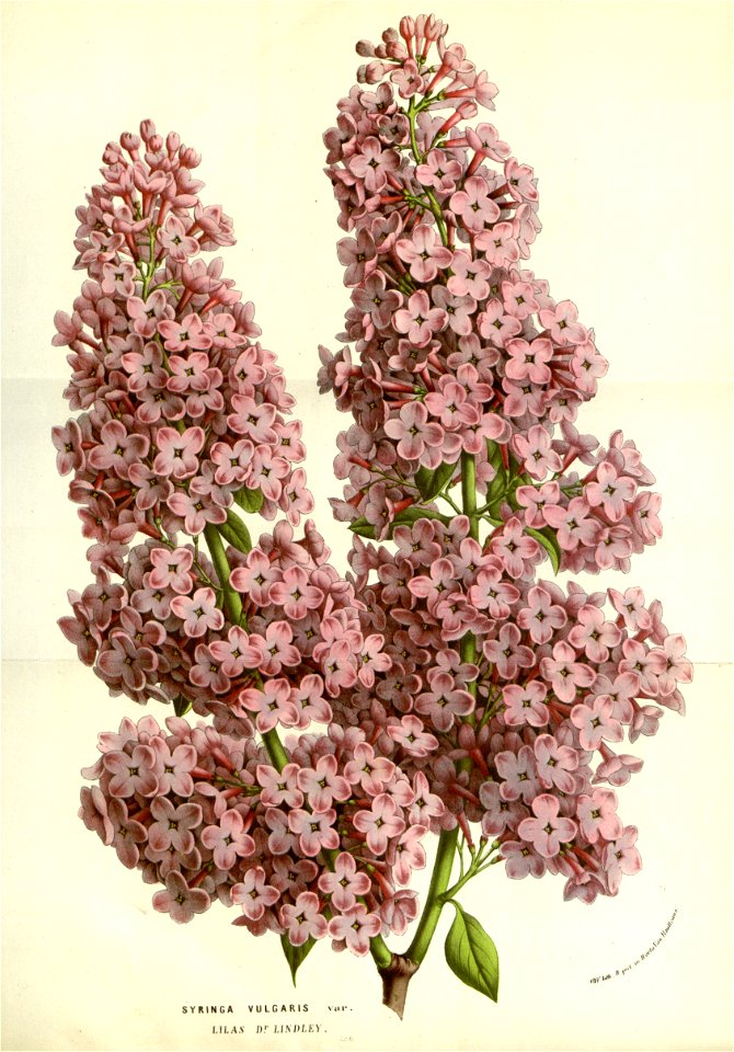 Flore des serres v14 237a