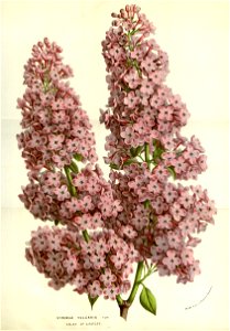 Flore des serres v14 237a