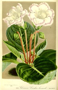 Flore des serres v17 109a
