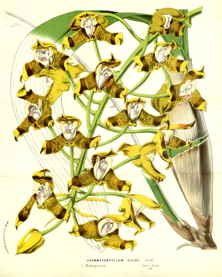 Flore des serres v14 257a