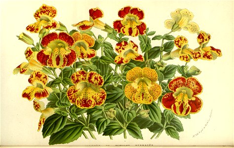 Flore des serres v15 111a