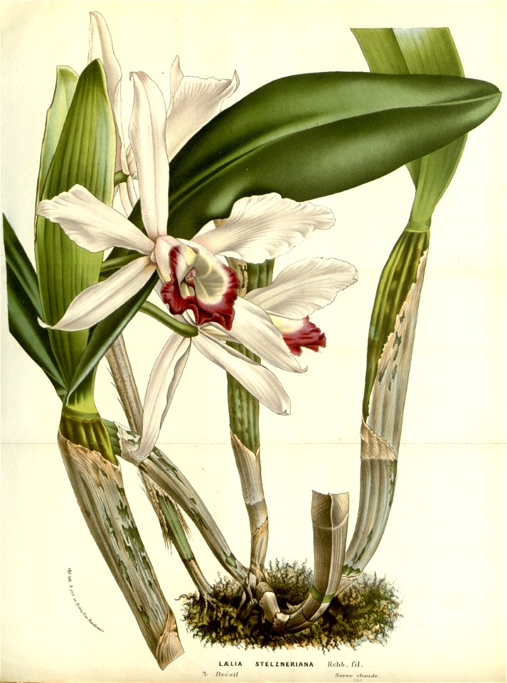 Flore des serres v14 267a