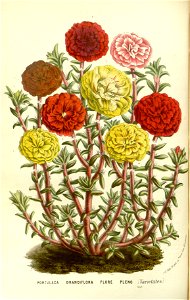 Flore des serres v15 119a