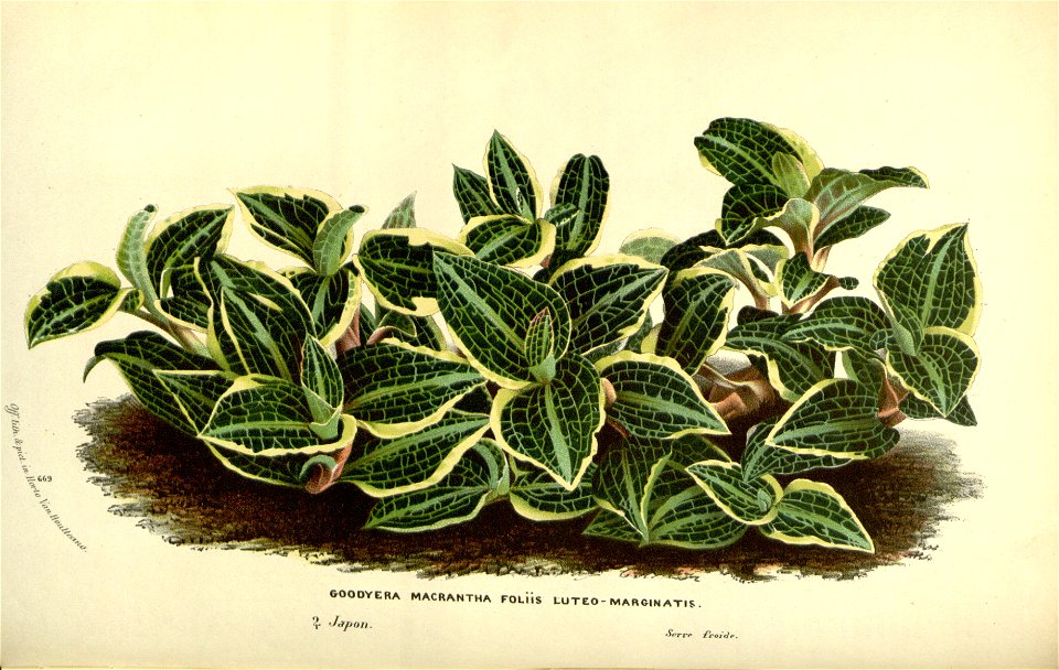 Flore des serres v17 115a